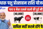 Cattle and Murrah Development Yojana